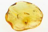 Fossil Ant and True Midge in Baltic Amber #284557-1